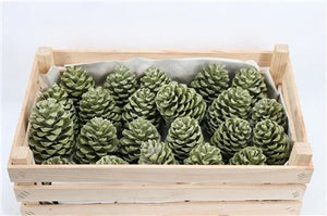 Green Wax Pinea Maritima Decorative Stem