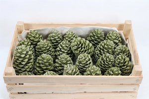 Green Wax Pinea Maritima Decorative Stem