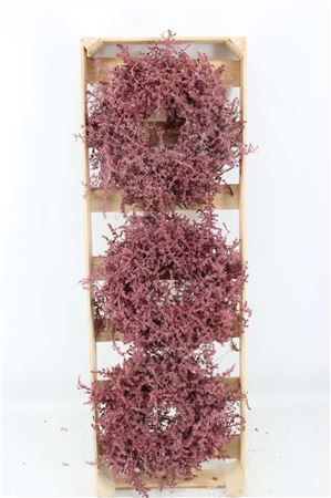 Red Asparagus Wreath – 30cm