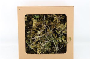 White Waxed Oak Dried Flower Decoration
