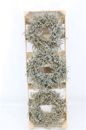 Cream Asparagus Wreath – 30cm