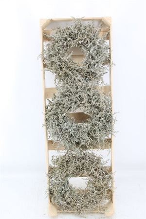Cream Asparagus Wreath – 30cm
