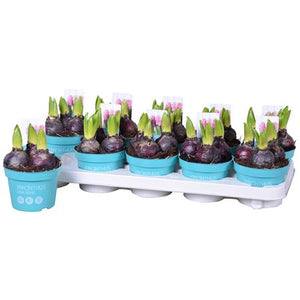 Pink Pearl Hyacinth (Hyacinthus orientalis) – 12cm Pot