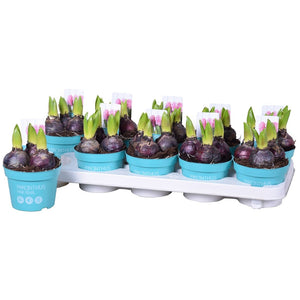 Pink Pearl Hyacinth (Hyacinthus orientalis) – 12cm Pot