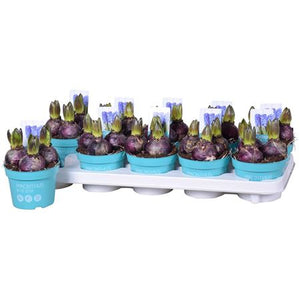 Blue Star Hyacinth (Hyacinthus orientalis) – 12cm Pot