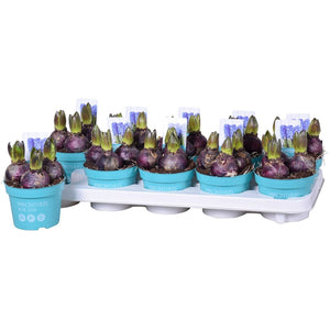 Blue Star Hyacinth (Hyacinthus orientalis) – 12cm Pot