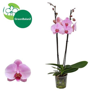 Novelty Phalaenopsis Orchid – 12cm Pot, 55cm High