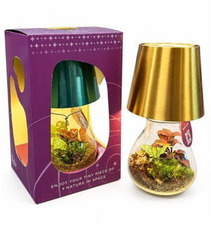 NovaLamp LED Terrarium Arrangement – 12cm Glass Pot