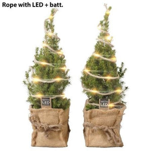 Picea ‘Jutte’ LED Light – 14cm Pot, 45cm High