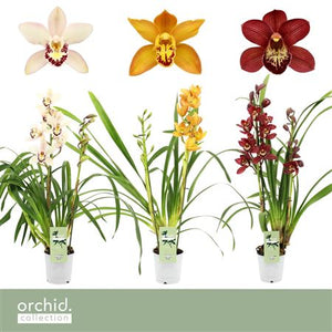 Mixed Cymbidium Orchid – 12cm Pot, Approx. 50cm