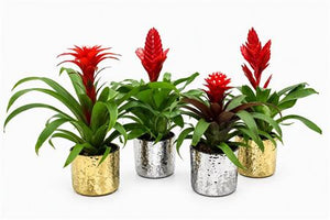 Mixed Bromeliad in Red Ceramic Pot – 10.5cm