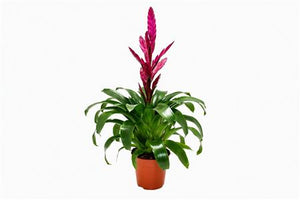 Purple Vriesea Bromeliad – 12cm Pot, 45cm High