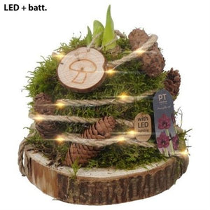 Red Plant Arrangement – 15cm Wooden Pot