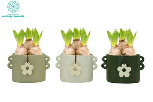 Hoya Arrangement in Ceramic Cylinder Pot – 16cm