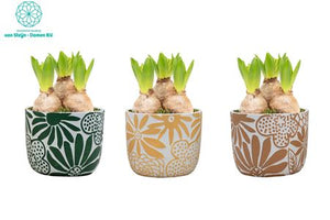 Bloom & Brush Plant Arrangement – 12cm Concrete Pot