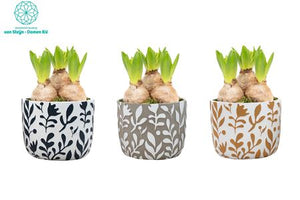Bloom & Brush Plant Arrangement – 12cm Concrete Pot