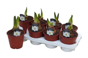 White Hippeastrum (Amaryllis) – 14cm Pot