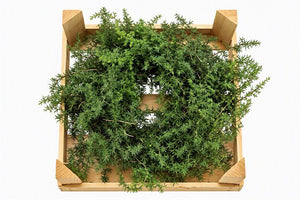 Green Asparagus Wreath – 30cm