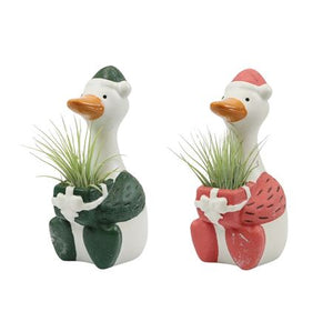 Tillandsia Air Plant with Ceramic Goose – 20cm