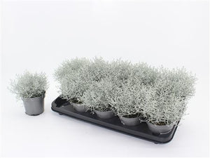 Cushion Bush (Leucophyta) – 12cm Pot