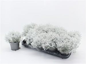 Cushion Bush (Leucophyta) – 12cm Pot