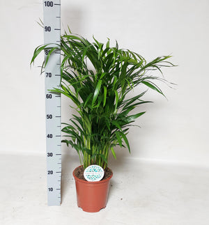 Areca Palm (Dypsis lutescens) – 21cm Pot, 90cm High