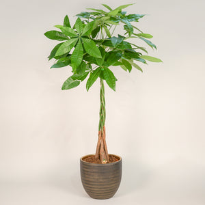 Pachira Aquatica