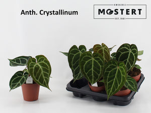 Anthurium crystallinum – 12cm Pot, 30cm High