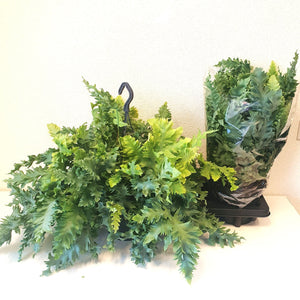 Blue Star Fern (Phlebodium Davana) – 20cm Pot