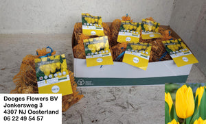 Tulip Flower Bulb (Tulipa) – Yellow