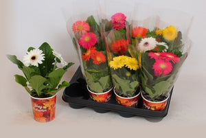 Mixed Gerbera Flowering Houseplant – 9cm Pot