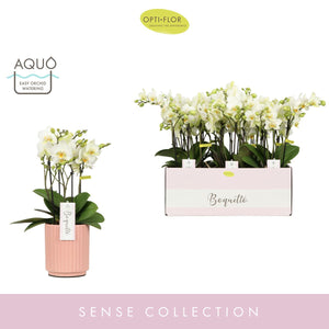 White Phalaenopsis Orchid – 12cm Pot, 45cm Height