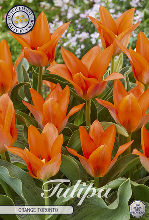 Orange Toronto Greigii Tulip Bulbs – 12cm Bulb Size