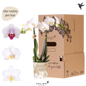 White Phalaenopsis Orchid – 9cm Pot, 40cm High