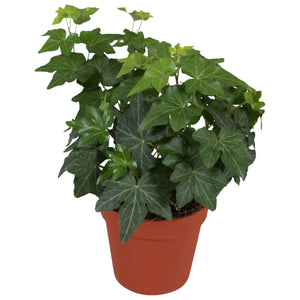 Brigitte Ivy (Hedera helix) – 9cm Pot