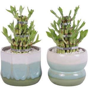 Lucky Bamboo (Dracaena sanderiana) – 14cm Pot