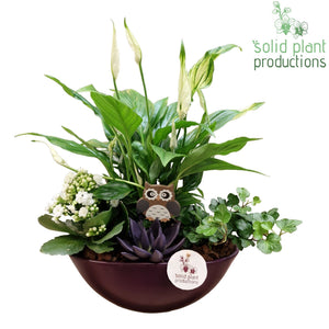 Purple Echeveria Arrangement – 22cm Oval Ceramic Pot