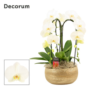 White Phalaenopsis Orchid – 27cm Ceramic Pot