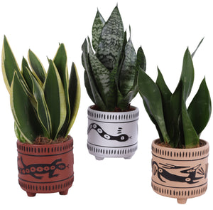 Snake Plant (Sansevieria trifasciata) – 14cm Pot