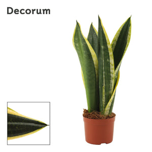 Snake Plant (Sansevieria trifasciata) – 9cm Pot