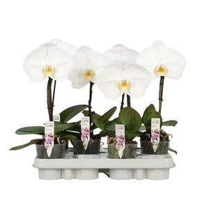 White Phalaenopsis Singolo Orchid – 9cm Pot