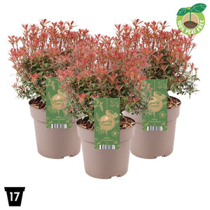 Little Heath Pieris japonica – 17cm Pot
