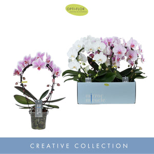 Mixed Phalaenopsis Orchid – 2 Stem, 12cm Pot