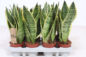 Sansevieria Futura Superba – 9cm Pot