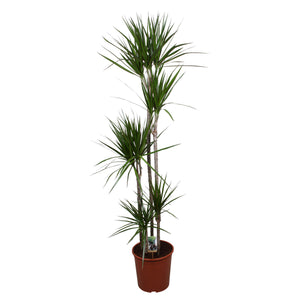 Dragon Tree (Dracaena marginata) – 30cm Pot, 190cm