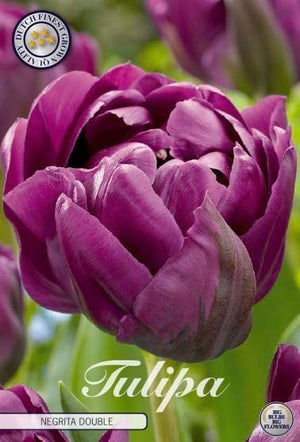 Double Late ‘Negrita’ Tulip Bulbs – Bulb Size 12