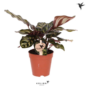Calathea Makoyana Prayer Plant – 9cm Pot