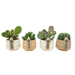 Mixed Succulent Arrangement – 8.5cm Ceramic Pot