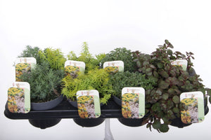 Mixed Sedum Garden Plant – 13cm Pot