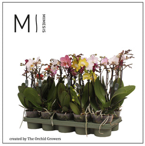 Mixed Phalaenopsis Orchid – 2 Stems, 12cm Pot